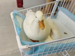 -怪兽屋·羊驼·猫咖·狗咖(俊华广场店)