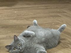 -瑞鹏宠物医院·骨科·猫科·内科(第一中心)