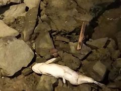 -上海山野camping·户外天幕烧烤·团建拓展营地