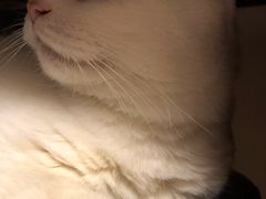 -PETKIT小佩宠物(昭化店)