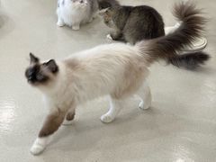 -共舞时光猫咖·狗咖(新街口店)