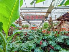 -呀路古热带植物园