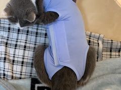 -灵美宠物诊所