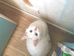 -芭比堂动物医院·犬猫全科·异宠专科(雁塔分院)