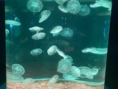 -欢乐海岸海洋奇梦馆