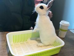 -藦茜花园宠物主题亲子互动体验馆(国顺东路店)