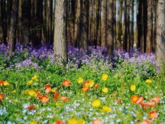 -上海共青森林公园