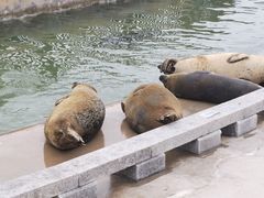 -龙口南山旅游景区