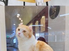 -Heymao猫咖.咖啡厅(东门店)