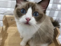 -momokira米努特·德文卷毛猫·棉花面纱犬