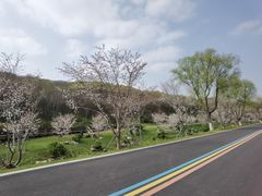 -羊山湖公园
