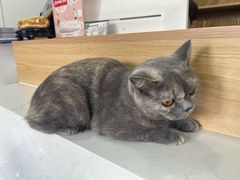 -瑞派长江宠物医院·猫科·外科·24小时夜护(谊城公寓分院)
