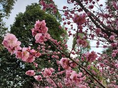 -秀丽东方