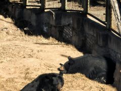 -青藏高原野生动物园