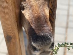 -北京鹿世界主题园