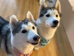 -Husky Go! 哈士奇体验馆·宠物咖啡厅狗咖