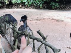-深圳野生动物园