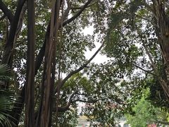 -荔湾湖公园
