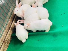 -广州长隆飞鸟乐园