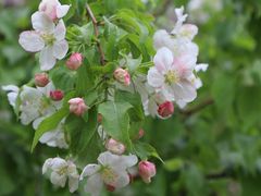 -海棠花溪(元大都城垣遗址公园)