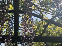 -嘉定紫藤园