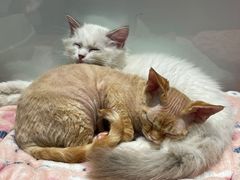 -babydoll猫舍·米努特·德文·缅因(久光中心店)