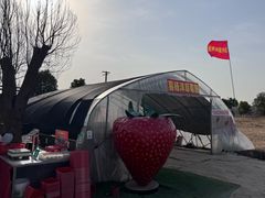 -喜杨洋草莓采摘园