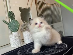 -喵zoo家庭繁育猫舍(尖东智能花园店)