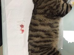 -宠福鑫康馨动物医院·骨科·眼科
