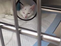 -艾贝尔宠物医院·24H转诊中心·肿瘤猫专科(江宁双龙店)