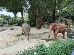 -深圳野生动物园