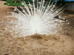 -祥源·阜阳生态乐园