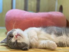 -momokira米努特·德文卷毛猫·棉花面纱犬