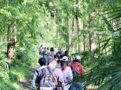 -黄海国家森林公园