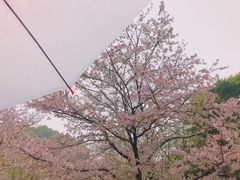 -武汉大学-樱园