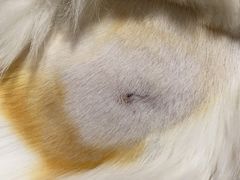 -乐派堂宠物医院·猫友好· 心脏科(东街店)