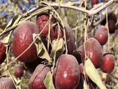 -百美汇影城(LUXE嘉里中心店)