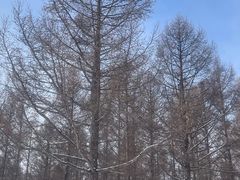 -塞罕坝国家级自然保护区