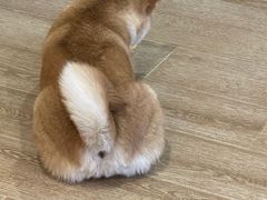 -南京Hallo宠物乐园·哈罗犬舍·柴犬繁育基地