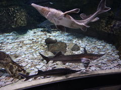 -迪拜水族馆及水下动物园