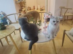 -猫咪派对(江南西店)