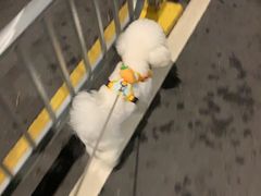 -瑞鹏宠物医院·微创内窥镜·骨外科·牙科(翠竹分院)