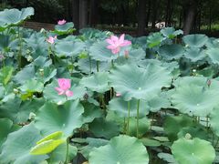 -朝阳公园游乐园