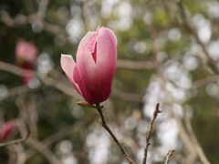 -中国科学院华南植物园