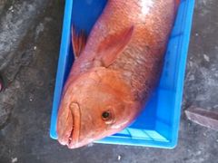 野生红鱼-浪琴湾尾角仔海鲜坊