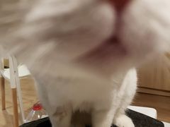 -爱达乐面包生日蛋糕(郫县时代天街店)