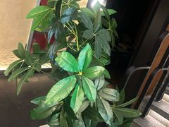 -新紫霞养生·影院足道·SPA(金山区店)