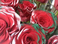 -ROSEONLY诺誓(青岛万象城店)