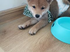 -柴犬小屋·柴餐厅·狗咖食堂(金鼎广场店)