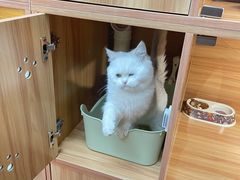 -猫十亿·布偶金渐层·曼基康矮脚猫舍(青年路店)